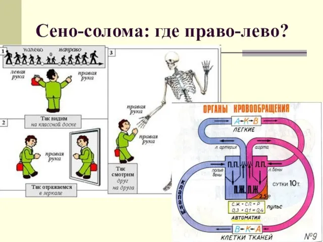 Сено-солома: где право-лево?