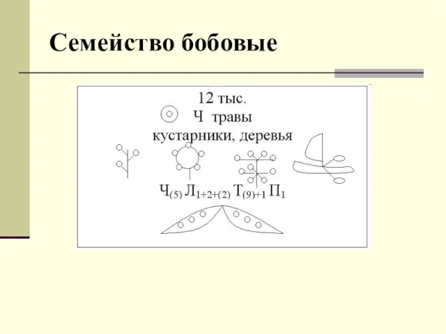 Семейство бобовые