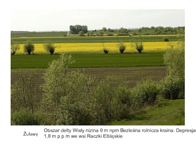 Żuławy Obszar delty Wisły nizina 9 m npm Bezleśna rolnicza kraina. Depresja