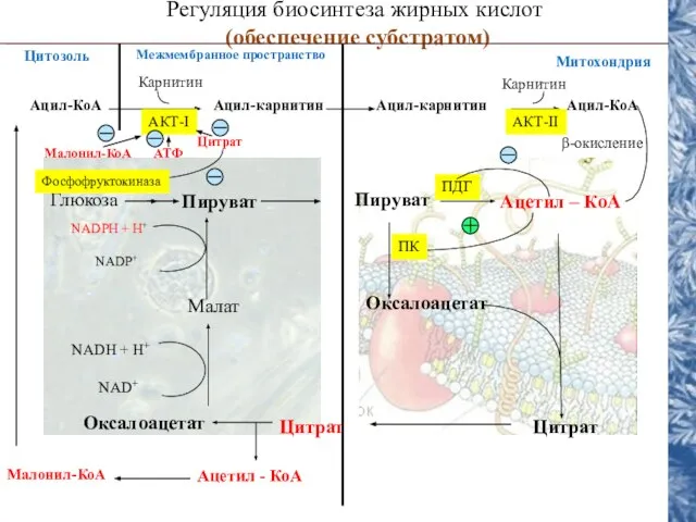 NADH + H+ NAD+ Регуляция биосинтеза жирных кислот (обеспечение субстратом) Цитозоль Глюкоза