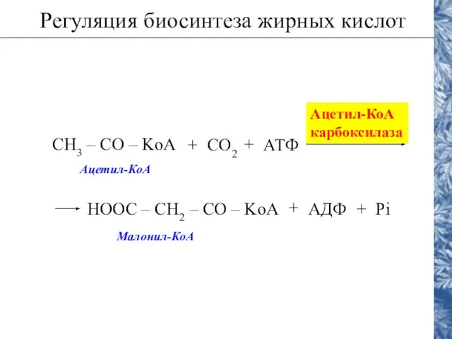 Регуляция биосинтеза жирных кислот CH3 – CO – KoA CO2 АТФ +