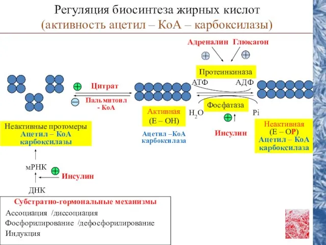 Глюкагон Адреналин Цитрат Пальмитоил - КоА Неактивные протомеры Ацетил – КоА карбоксилазы