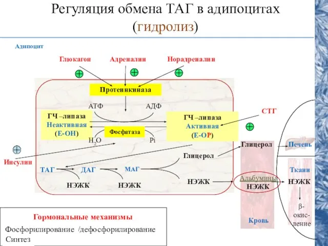 Регуляция обмена ТАГ в адипоцитах (гидролиз) Протеинкиназа ГЧ –липаза Неактивная (Е-ОН) ГЧ
