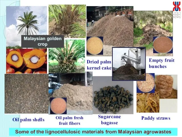 Dried palm kernel cake Empty fruit bunches Sugarcane bagasse Oil palm shells