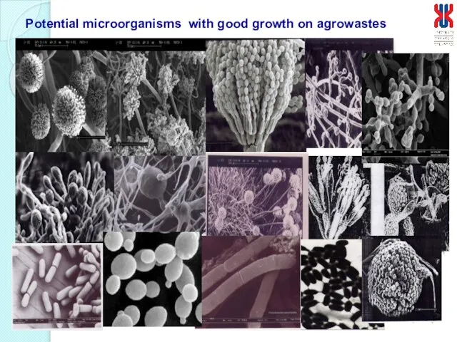 Potential microorganisms with good growth on agrowastes