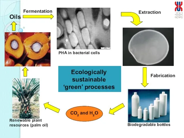 Oils Fermentation PHA in bacterial cells Fabrication Extraction Ecologically sustainable ‘green’ processes
