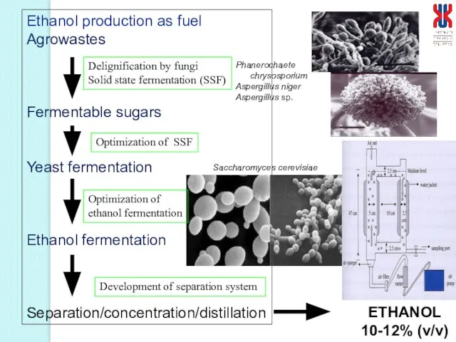 Ethanol production as fuel Agrowastes Fermentable sugars Yeast fermentation Ethanol fermentation Separation/concentration/distillation