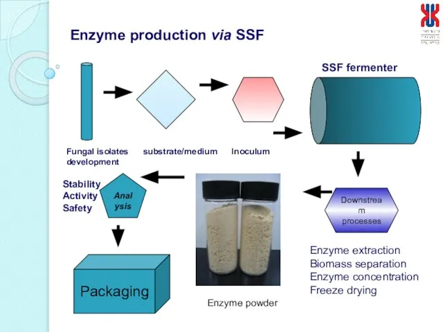 Enzyme production via SSF Downstream processes Analysis Packaging SSF fermenter Fungal isolates