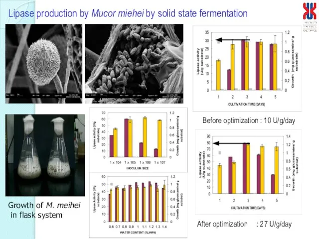 Lipase production by Mucor miehei by solid state fermentation After optimization :