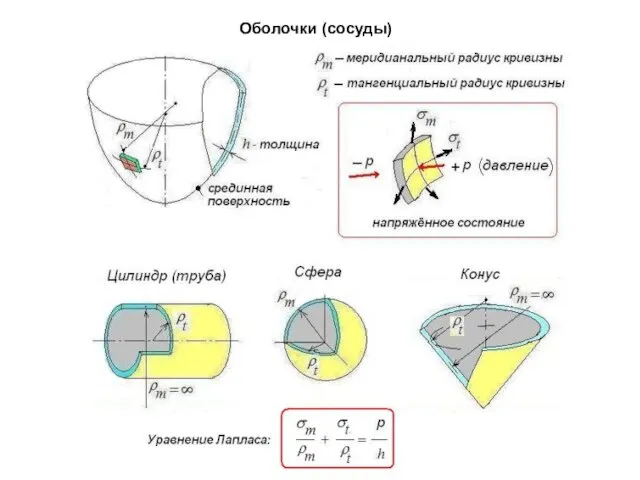 Оболочки (сосуды)