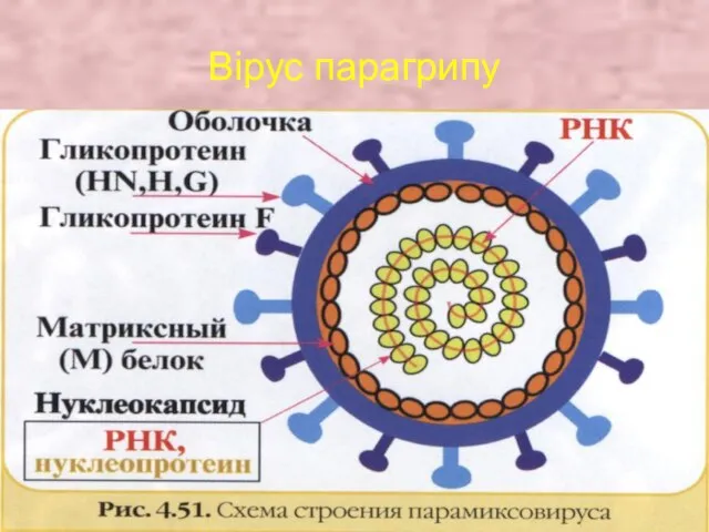 Вірус парагрипу