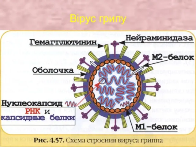 Вірус грипу