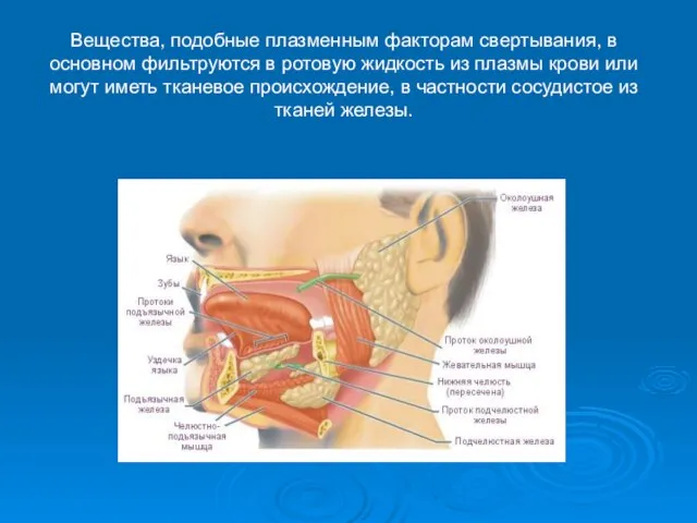 Вещества, подобные плазменным факторам свертывания, в основном фильтруются в ротовую жидкость из