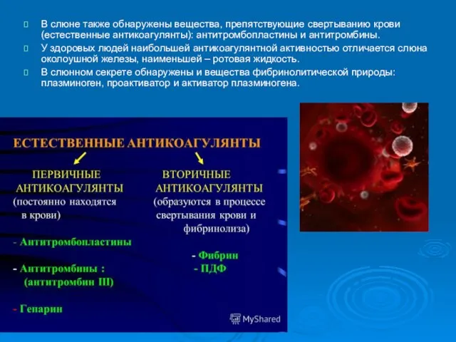 В слюне также обнаружены вещества, препятствующие свертыванию крови (естественные антикоагулянты): антитромбопластины и