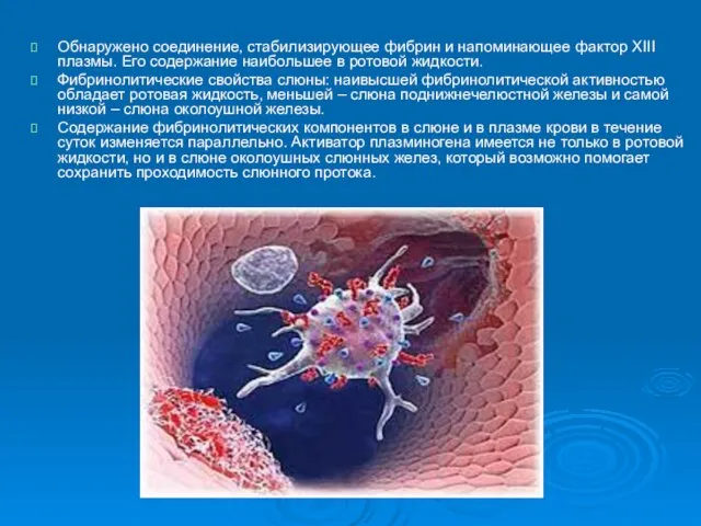 Обнаружено соединение, стабилизирующее фибрин и напоминающее фактор XIII плазмы. Его содержание наибольшее