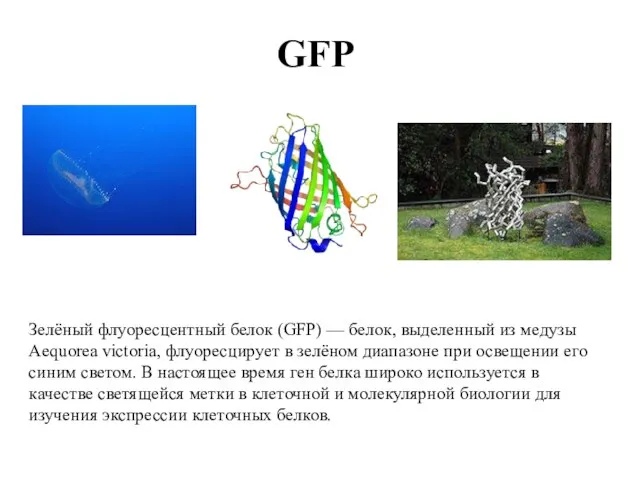 GFP Зелёный флуоресцентный белок (GFP) — белок, выделенный из медузы Aequorea victoria,