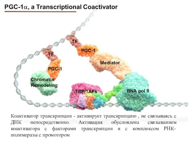 Коактиватор транскрипции - активирует транскрипцию , не связываясь с ДНК непосредственно. Активация