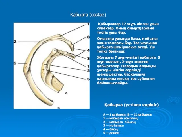 Қабырға (үстінен көрініс) А — I қабырға; Б — II қабырға: 1