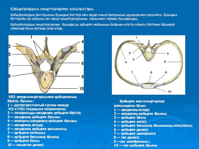VIII кеуде омыртқасымен қабырғаның Бірігуі, буыны : 1 — дугоотростчатый сустав между