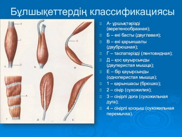 Бұлшықеттердің классификациясы А- ұршықтәрізді (веретенообразная); Б – екі басты (двуглавая); В –