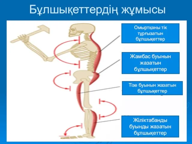 Бұлшықеттердің жұмысы Омыртқаны тік тұрғызатын бұлшықеттер Жамбас буынын жазатын бұлшықеттер Тізе буынын