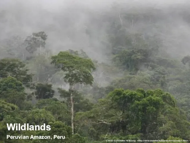 Wildlands Peruvian Amazon, Peru Credit: © Wendee Holtcamp.