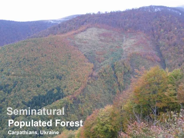 Seminatural Populated Forest Carpathians, Ukraine