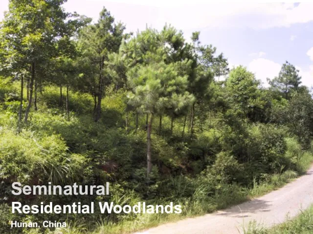 Residential Woodlands Hunan, China Seminatural