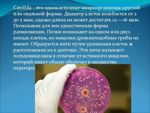 Candida - это одноклеточные микроорганизмы круглой или овальной формы. Диаметр клеток колеблется