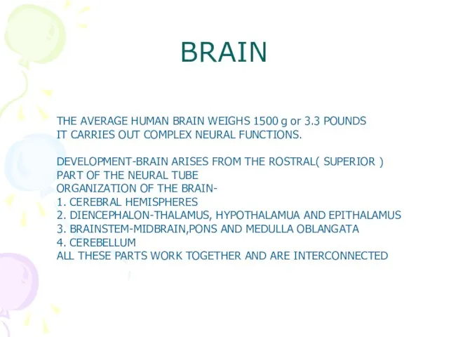 BRAIN THE AVERAGE HUMAN BRAIN WEIGHS 1500 g or 3.3 POUNDS IT