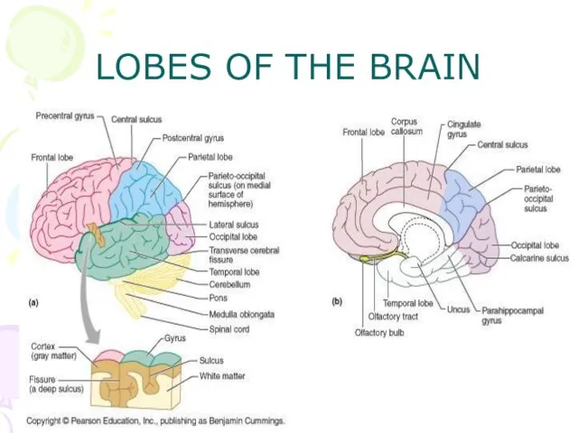 LOBES OF THE BRAIN