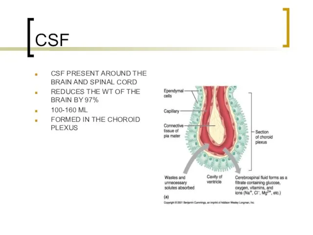 CSF CSF PRESENT AROUND THE BRAIN AND SPINAL CORD REDUCES THE WT