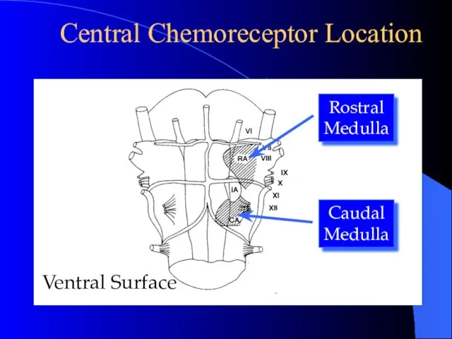 Central Chemoreceptor Location Rostral Medulla Caudal Medulla Ventral Surface