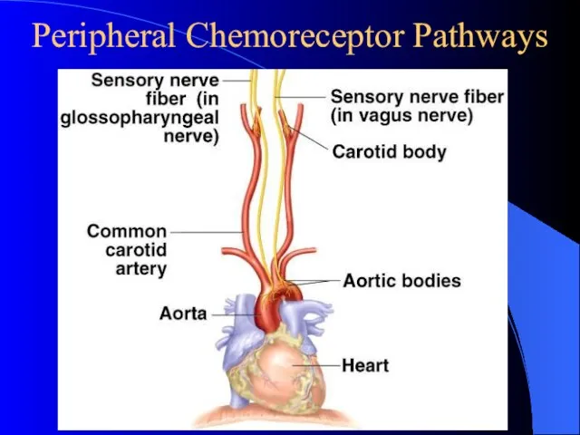 Peripheral Chemoreceptor Pathways