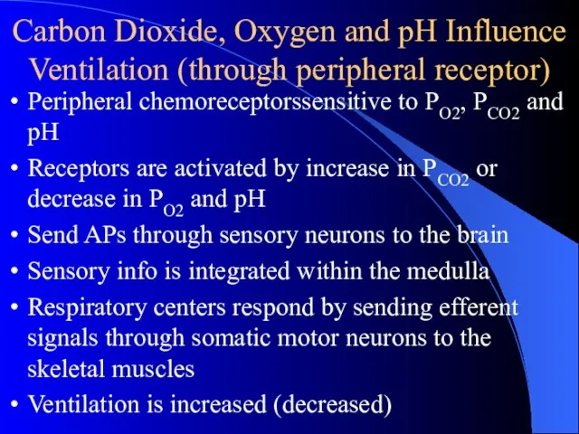 Carbon Dioxide, Oxygen and pH Influence Ventilation (through peripheral receptor) Peripheral chemoreceptorssensitive