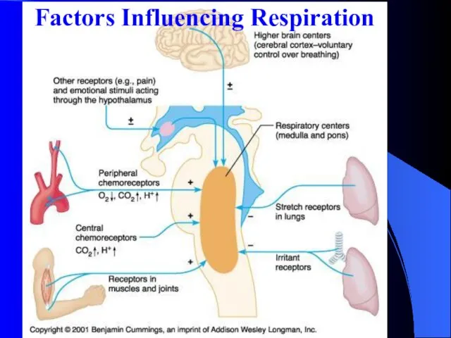 Factors Influencing Respiration