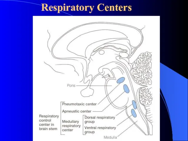 Respiratory Centers