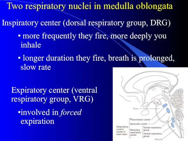 Two respiratory nuclei in medulla oblongata Expiratory center (ventral respiratory group, VRG)