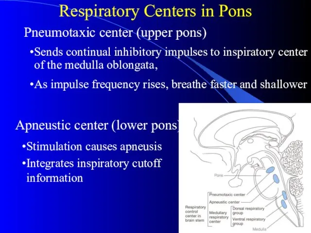 Respiratory Centers in Pons Apneustic center (lower pons) Sends continual inhibitory impulses