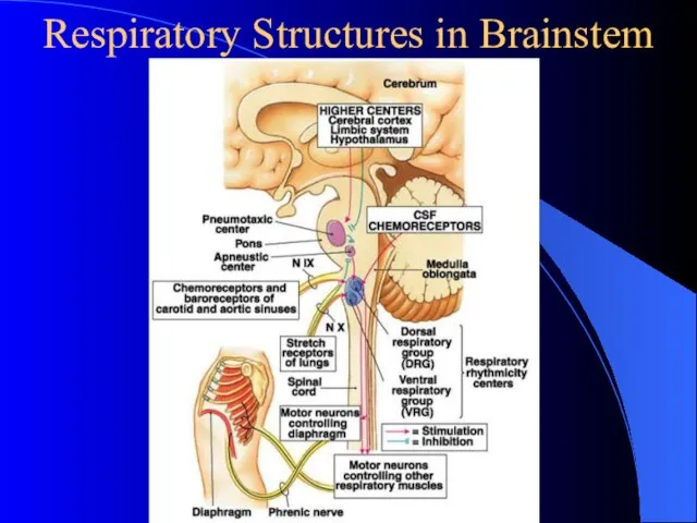 Respiratory Structures in Brainstem