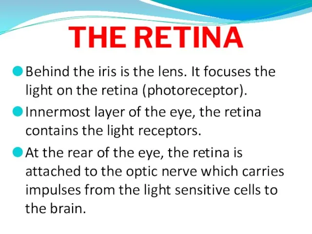 THE RETINA Behind the iris is the lens. It focuses the light