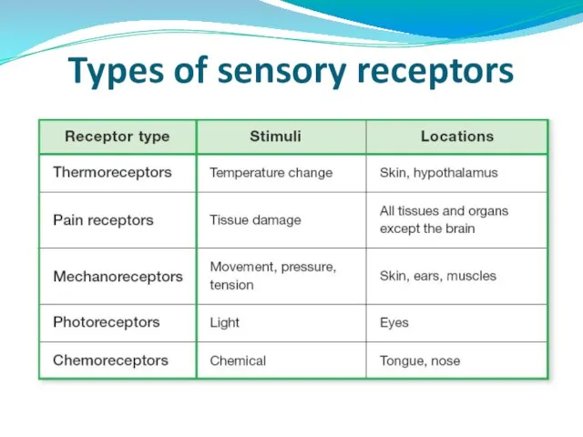 Types of sensory receptors