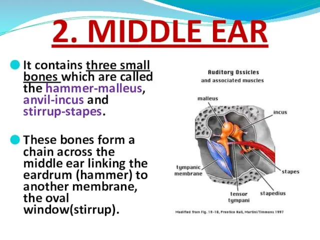 2. MIDDLE EAR It contains three small bones which are called the