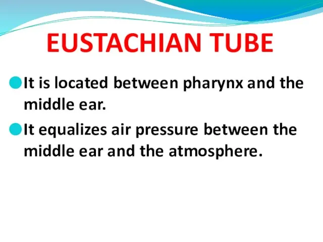 EUSTACHIAN TUBE It is located between pharynx and the middle ear. It