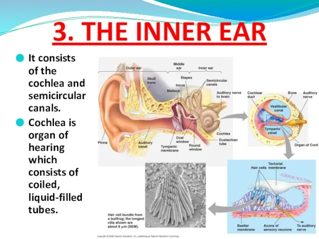 3. THE INNER EAR It consists of the cochlea and semicircular canals.