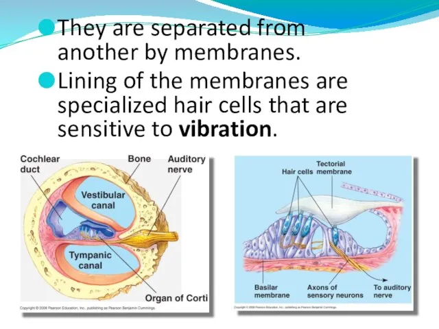 They are separated from another by membranes. Lining of the membranes are