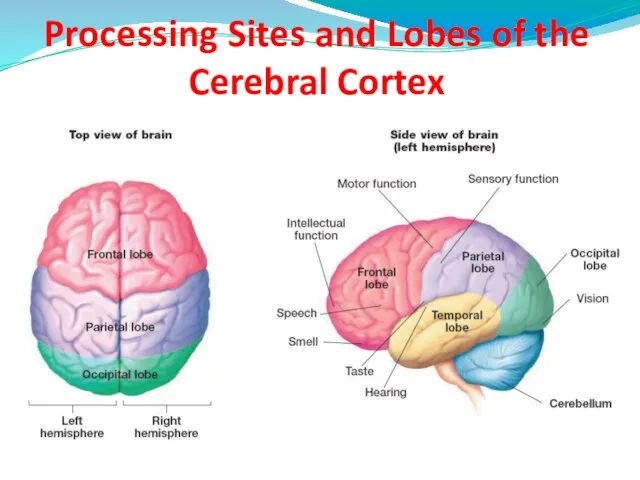 Processing Sites and Lobes of the Cerebral Cortex