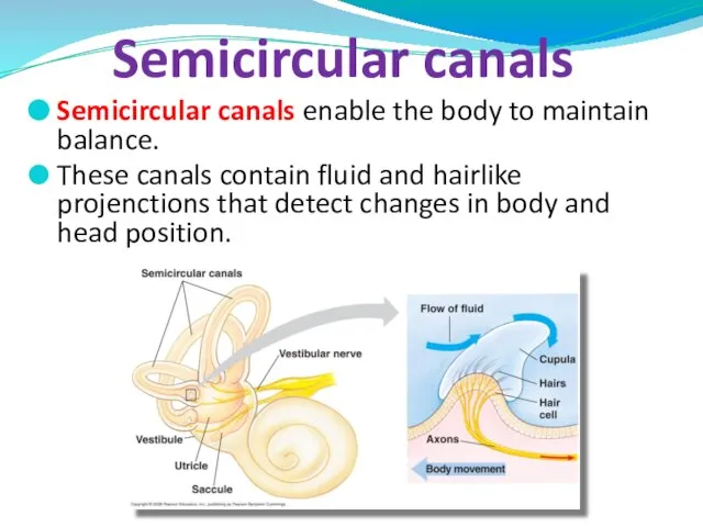 Semicircular canals enable the body to maintain balance. These canals contain fluid