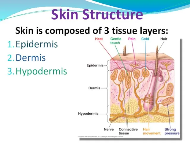 Skin is composed of 3 tissue layers: Epidermis Dermis Hypodermis Skin Structure