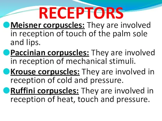 RECEPTORS Meisner corpuscles: They are involved in reception of touch of the